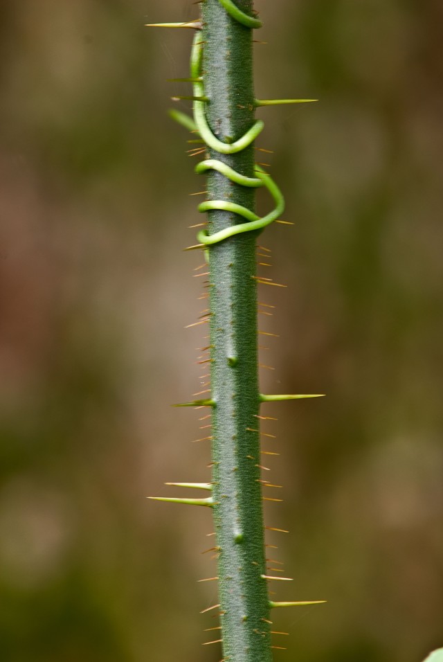 Note the numerous straight thorns