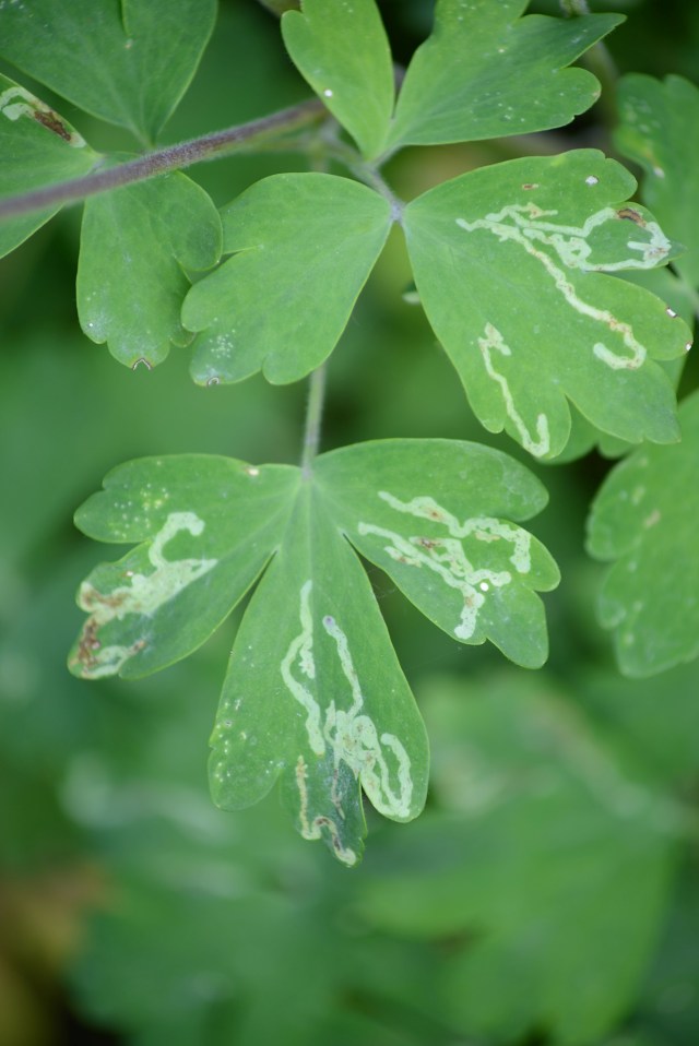 The leaves often show the tracks of the Columbine Leafminer