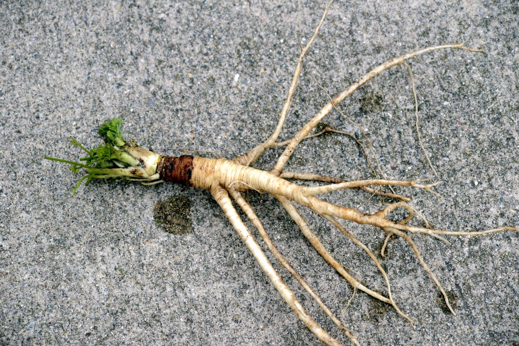 Object rooted. Дикая морковь корнеплод. Морковь Дикая корневище. Корнеплод дикой морковки. Сорняк Дикая морковь.
